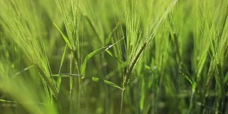 一个女人的手用爱抚摸着绿色的麦穗。