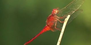 蜻蜓站在树枝上的慢镜头
