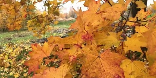 秋风吹拂着城市公园里树上枯黄的树叶。枫叶变黄变红了。