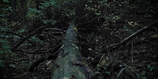 地上的一棵树，一幅神秘的图画，夏夜的森林，大自然，一段恐怖电影的视频