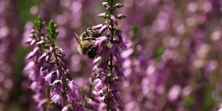 蜜蜂在以散景为背景的石南花丛中授粉的视频