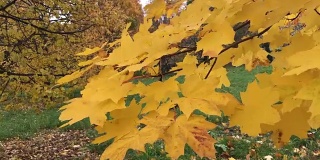 秋风吹拂着城市公园里树上枯黄的树叶。黄色的枫叶特写。附近是其他的落叶树。
