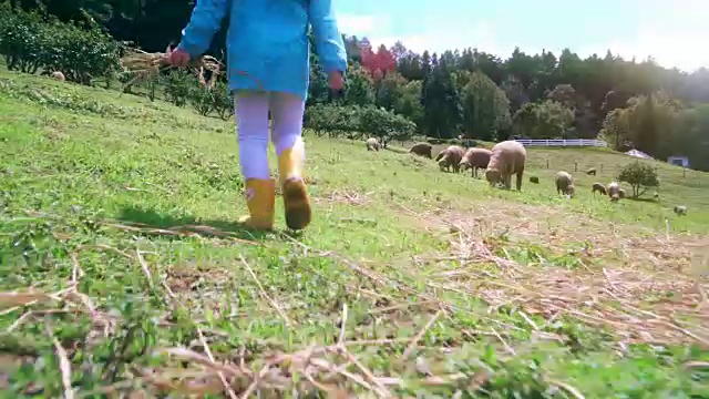 Little girl walking forward in sheep farm