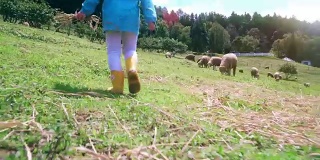 Little girl walking forward in sheep farm
