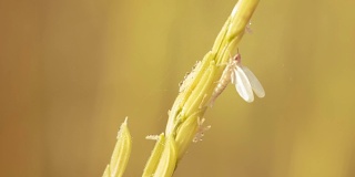 清晨清新温暖，大自然的米花束中有白色昆虫。
