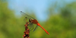 红色蜻蜓在绿色植物的一个分支上的背景