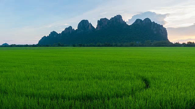 4K时间流逝:美丽的农业水稻在泰国北部