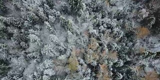 森林里的第一场雪。莫斯科地区景观
