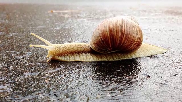 雨后蜗牛在潮湿的柏油路上过马路。