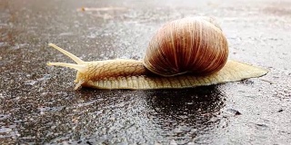 雨后蜗牛在潮湿的柏油路上过马路。