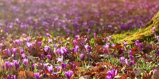美丽的野生春花番红花盛开在春天。日落时分，山谷里长满了橡树的紫色野番红花。