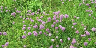 易北河上，韭菜在草地上开花。大黄蜂飞来飞去。(德国)