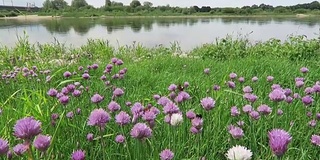 易北河上，韭菜在草地上开花。大黄蜂飞来飞去。(德国)