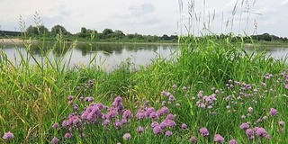 易北河上，韭菜在草地上开花。大黄蜂飞来飞去。(德国)