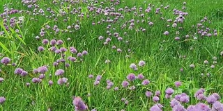 易北河上，韭菜在草地上开花。大黄蜂飞来飞去。(德国)