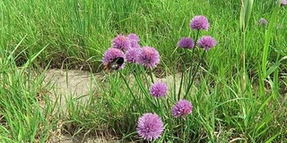 易北河上，韭菜在草地上开花。大黄蜂飞来飞去。(德国)