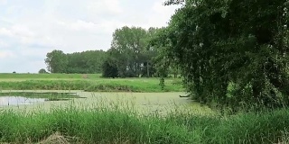 夏季易北河草地上的池塘(德国)。萨克森-安哈尔特州