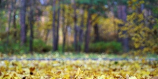 秋天的城市森林公园，金色的枫叶落在地上。秋天的森林里，树叶飘落。五颜六色的树叶的树。成熟的秋天。保护环境，保护森林资源，保护地球生态。气候变暖