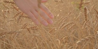 农夫的手在金黄的麦田里轻轻抚摸着麦穗的慢动作