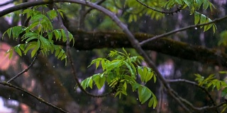 雨中的绿叶电影片段