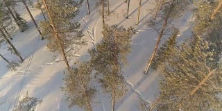 航拍:在拉普兰森林中，穿着雪鞋在厚厚的积雪中徒步旅行