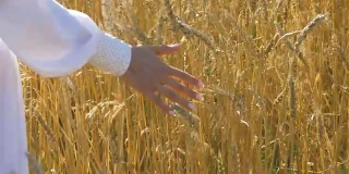 女人的手的特写镜头。在田里种着小麦