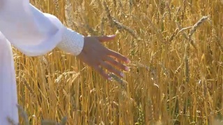 女人的手的特写镜头。在田里种着小麦视频素材模板下载