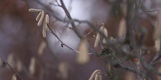 赤杨枝，深秋，新雪飘落