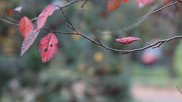 秋天。秋天的场景。秋天的颜色有红色、黄色、橙色。美丽的自然景色，树木和树叶。自然背景。有选择性的重点。4 k的视频