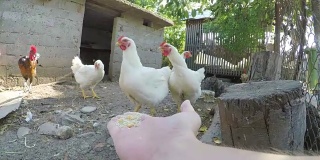 POV的观点是在农村边的院子里用手喂鸡