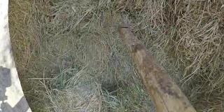 一个人在乡下的谷仓里用干草叉铲干草的观点