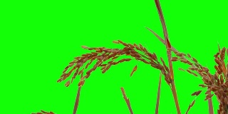 水稻作物绿铬分离与阿尔法哑光，索尼4k拍摄