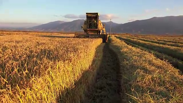 农业联合收割机。小麦、水稻、黑麦丰收。稳定器索尼4K拍摄