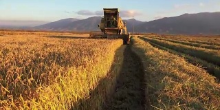 农业联合收割机。小麦、水稻、黑麦丰收。稳定器索尼4K拍摄