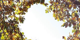 Oak branches with autumn leaves are swaying against the sky. Beautiful autumn background.