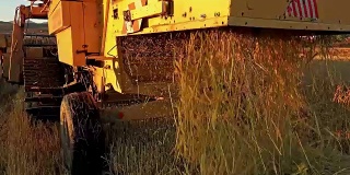 农业联合收割机。小麦、水稻、黑麦丰收。农业机械的后视图。索尼4K稳拍
