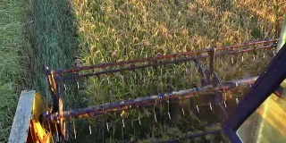收获结合采煤。俯视图收割机种植水稻，小麦，黑麦。稳定器索尼4K拍摄
