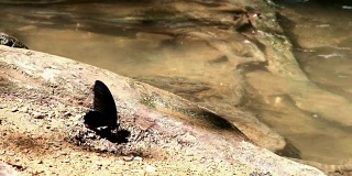 黑蝴蝶五彩斑斓的热带森林小瀑布