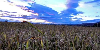 小麦、稻子、黑麦的穗在黎明时分，索尼4k定格相机拍摄