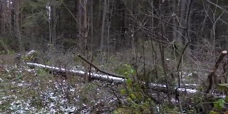 森林冰冻混乱的视频