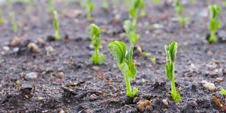 在土壤上给豌豆幼苗浇水。