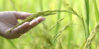 女人手触摸检查美丽的水稻植物在美丽的稻田在有机农场。