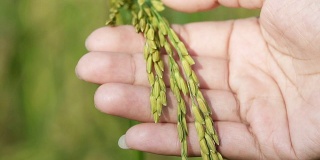 慢镜头，在有机农场的稻田里，女人用手触摸着美丽的水稻。