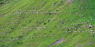 羊移动