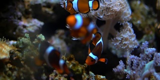 鲜艳健康的珊瑚礁上的海葵里的尼莫小丑鱼。海葵鱼尼莫夫妇在水下游泳。带着水肺潜水的尼莫和海葵的珊瑚礁场景