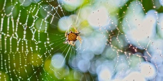 泰国森林里的蜘蛛(霍塞尔特的刺蛛)在网上清理自己。