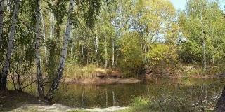 一条小河的岸边。金色的秋日。桦树