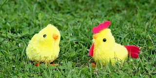 男人给小鸡玩具上发条，它在草地上摇晃或跳舞。