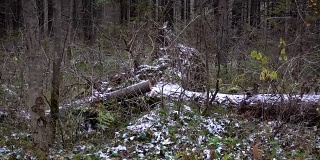 拍摄森林中倒下的树