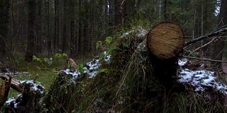 拍摄森林中倒下的松树